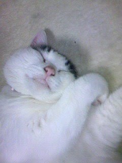 くつろぐ猫
